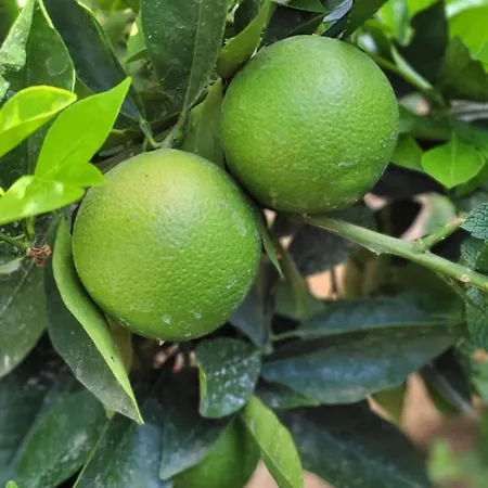 Holiday home Casa El Granero De Antonio