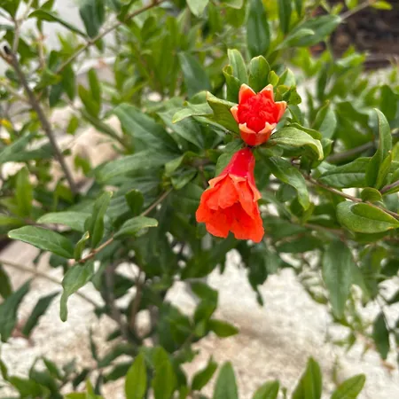 Holiday home Casa El Granero De Antonio *